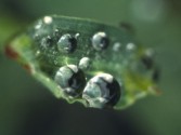 droplets